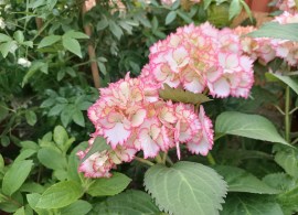hydrangea-cocktail (2)